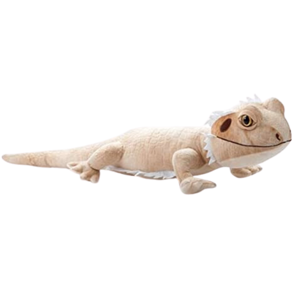 Rodry Bearded buy dragon Jumbo 24”