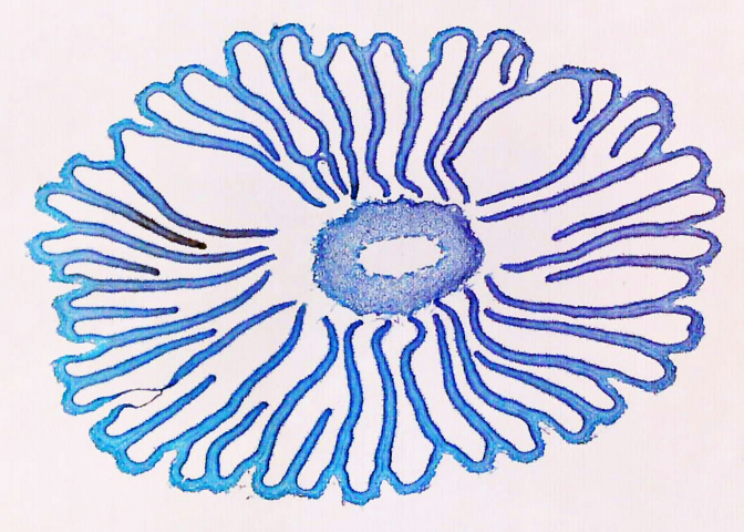 Coprinus cross-section c.s.