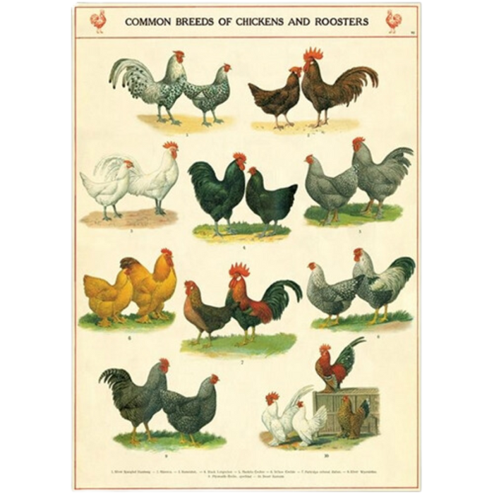 Chickens & Roosters Vintage Poster