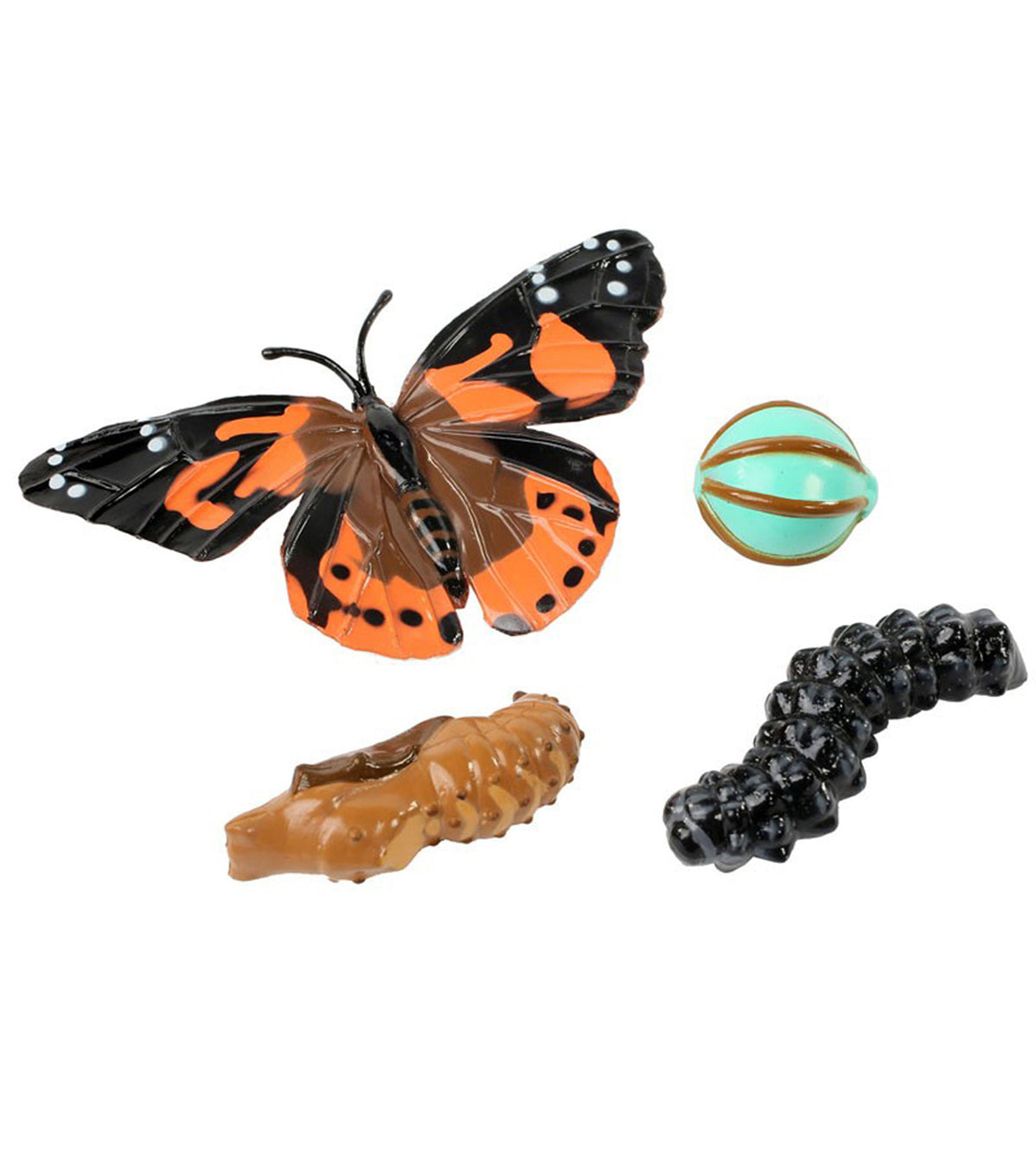 Butterfly Life Cycle Stages — Nature's Workshop Plus