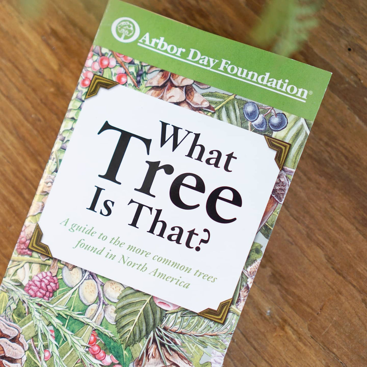 What Tree Is That? — Nature's Workshop Plus